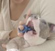 BiteBlock Small - Pets 5-15 lbs- How to brush dog teeth